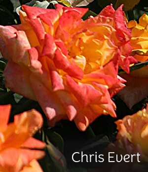 Chris Evert Rose Chris Evert Rose