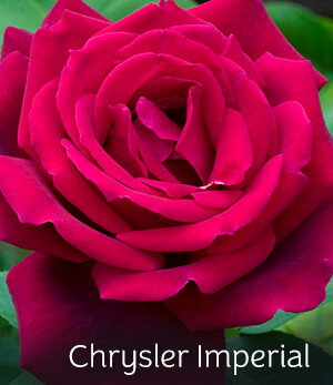 Chrysler Imperial Rose Chrysler Imperial Rose