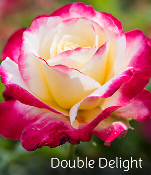 Double Delight Rose Double Delight Rose