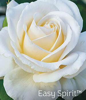 Easy Spirit™ Rose Easy Spirit™ Rose
