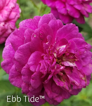 Ebb Tide™ Rose Ebb Tide™ Rose