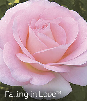 Falling in Love™ Rose Falling in Love™ Rose
