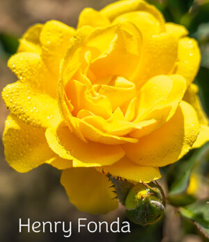 Henry Fonda Rose Henry Fonda Rose