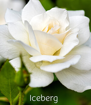 Iceberg Rose Iceberg Rose