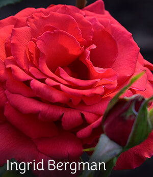Ingrid Bergman Rose Ingrid Bergman Rose