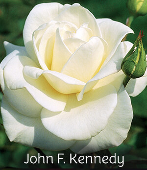 John F. Kennedy Rose John F. Kennedy Rose