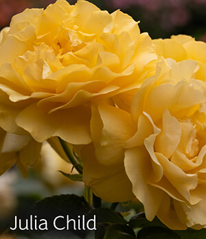Julia Child Rose Julia Child Rose