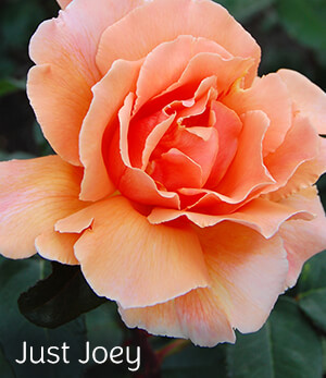Just Joey Rose Just Joey Rose