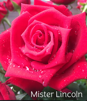 Mister Lincoln Rose Mister Lincoln Rose