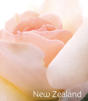 New Zealand Rose New Zealand Rose