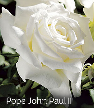 Pope John Paul II Rose Pope John Paul II Rose