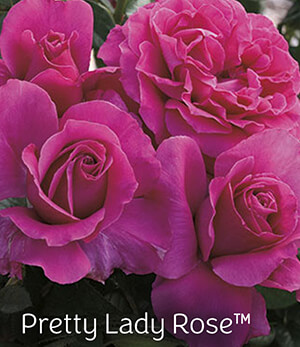 Pretty Lady Rose™ Rose Pretty Lady Rose™ Rose