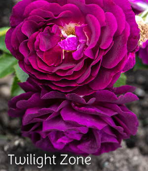Twilight Zone Rose Twilight Zone Rose