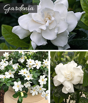 Gardenia Gardenia