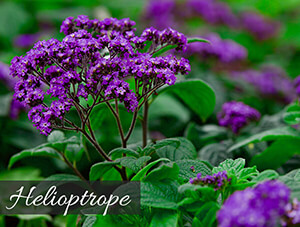 Heliotrope Heliotrope