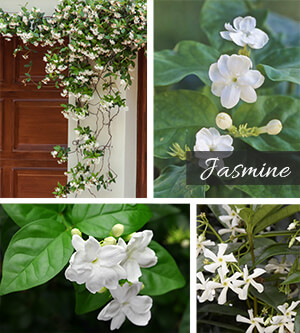Jasmine Jasmine