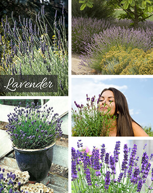 Lavender Lavender