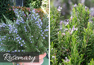 Rosemary Rosemary