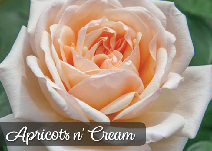 New Packaged Roses California SummerWinds Nursery