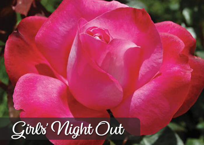 New Packaged Roses California SummerWinds Nursery